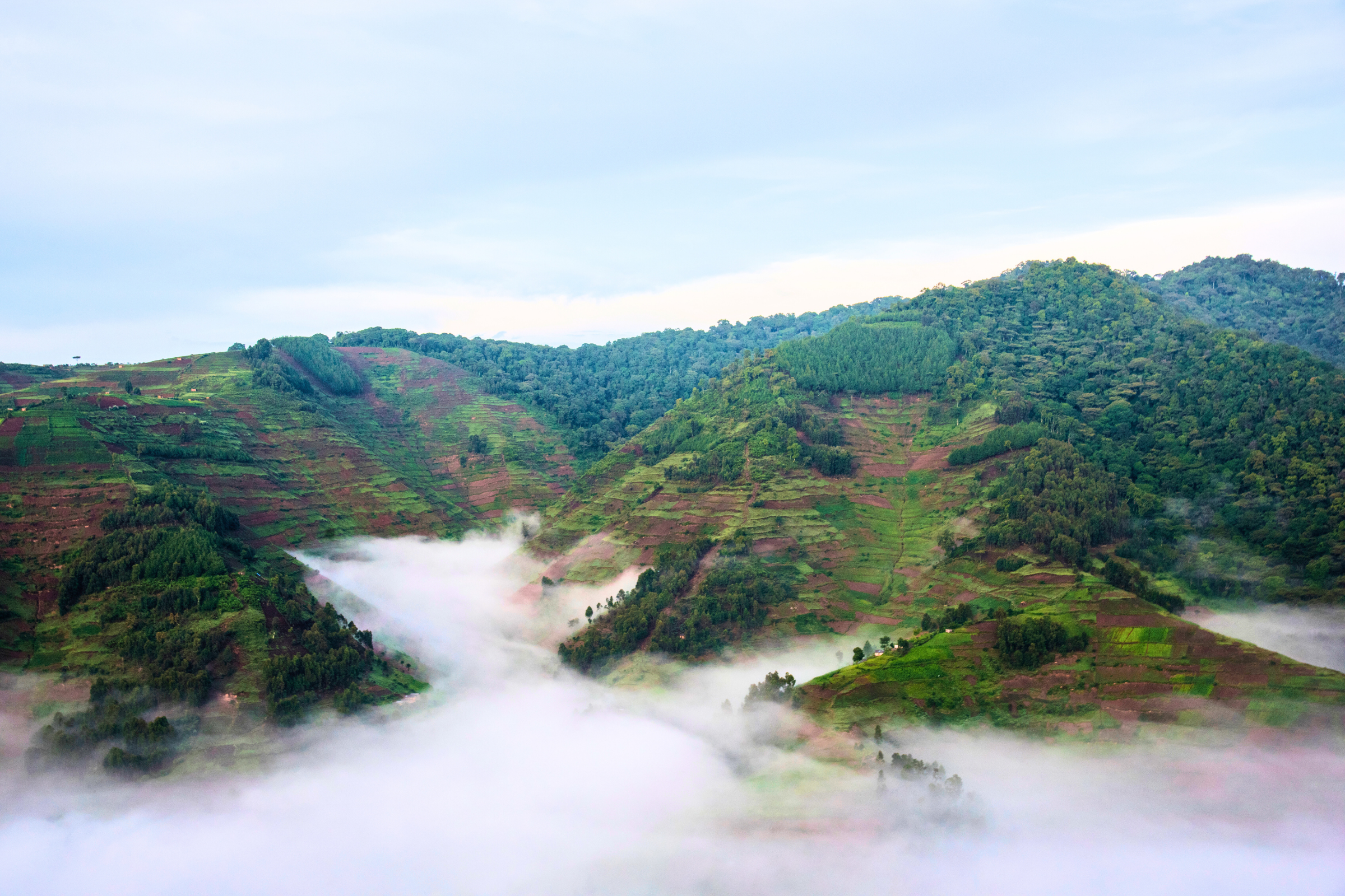 bwindi impenetrable forest national park (2).webp